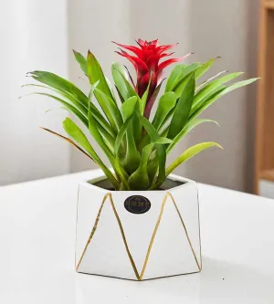 Gold Line Hexagonal Geometric Ceramic Planter