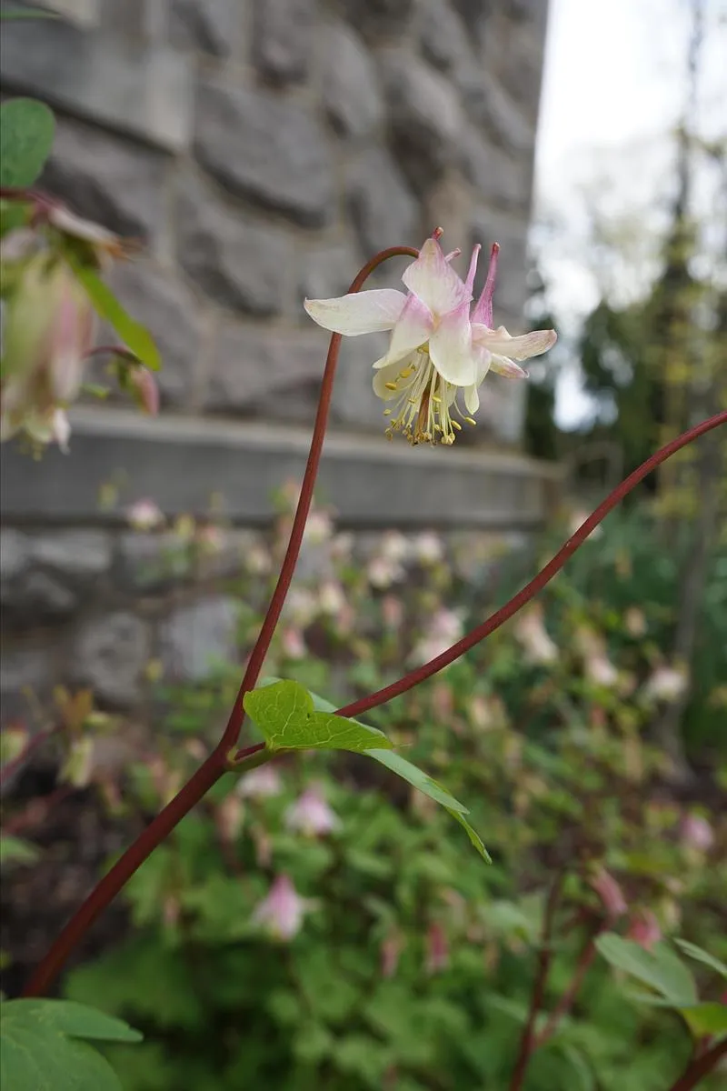 Pink Eastern Red Columbine - Aquilegia canadensis 'Pink Lanterns'