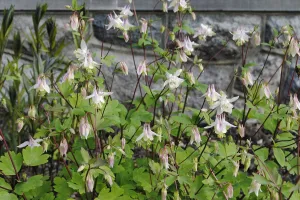 Pink Eastern Red Columbine - Aquilegia canadensis 'Pink Lanterns'