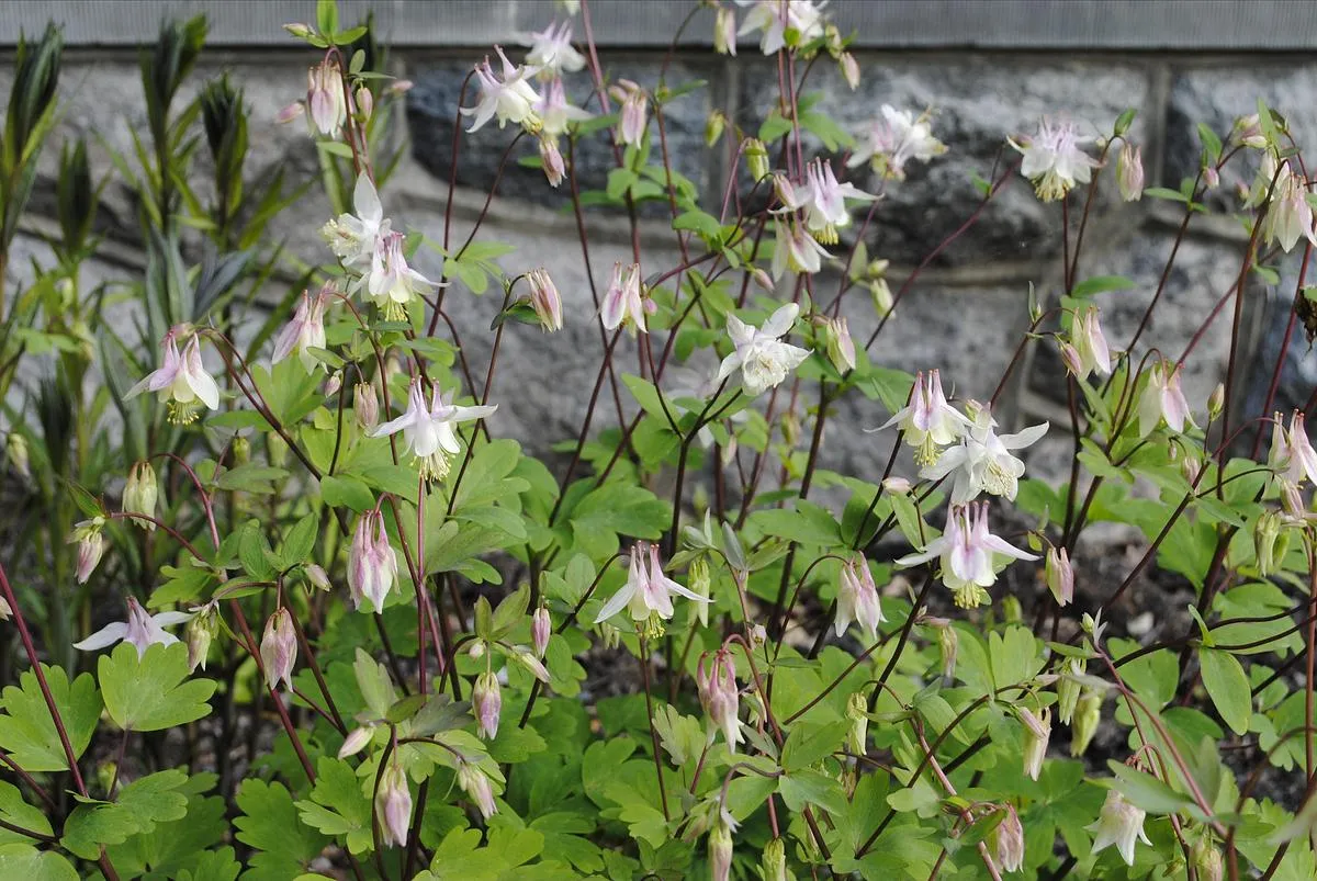 Pink Eastern Red Columbine - Aquilegia canadensis 'Pink Lanterns'
